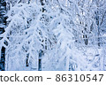 Trees covered with white snow. Winter landscape. Russia 86310547