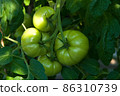 Green tomatoes 86310739