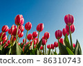 Tulips in the field 86310743