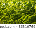 Butter lettuce and parsley 86310769