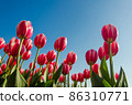 Tulips in the field 86310771