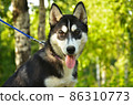 Dog Portrait - Husky 86310773