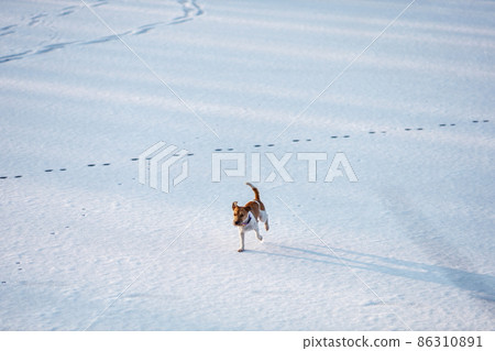 Dog of parson russell terrier breed running on ice and snow in winter. Copy space 86310891