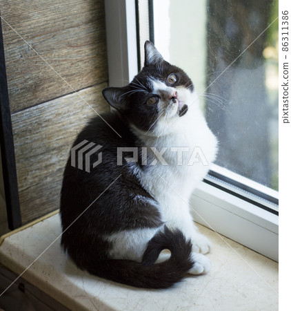 Bicolor Scottish kitten at the window 86311386