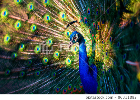 Portrait of wild peacock with a beautiful tail 86311882