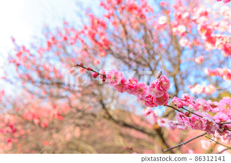 早春,梅花 早春,梅花 86312141