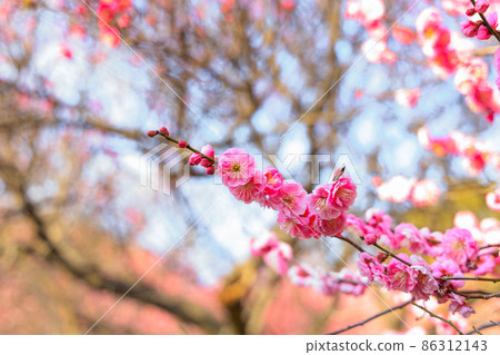 早春,梅花 早春,梅花 86312143