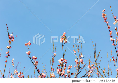 Early spring, plum blossoms and small white-eye 86312216