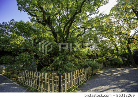 Hamamatsu Hachimangu Shrine, Kusunoki Kusunoki, Hamamatsu City, Shizuoka Prefecture Hamamatsu Hachimangu Shrine, Kusunoki Kusunoki, Hamamatsu City, Shizuoka Prefecture 86312269