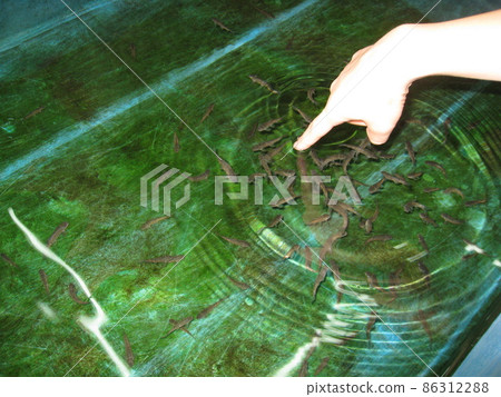 A photo of fish gathering in an aquarium where many doctor fish are swimming, with only the index finger attached to the surface of the water. 86312288