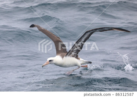 [Hokkaido] Laysan albatross off the coast of Rausu 86312587