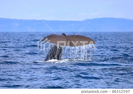 [北海道] 羅臼海岸的抹香鯨 86312597