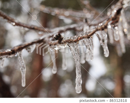 Tree branches covered with glaze Tree branches covered with glaze 86312818