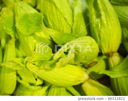 Freshly picked Fukinoto 86312821