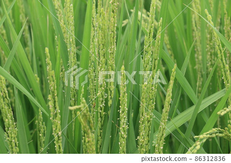 Rice flower flowering pollination rice ear 86312836