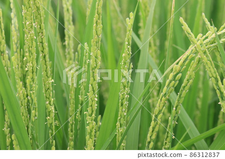 Rice flower flowering pollination rice ear 86312837