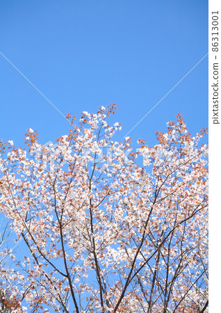 Wild cherry blossoms in full bloom on a sunny day 86313001