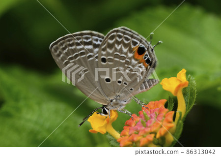 蝴蝶吮吸花蜜 86313042