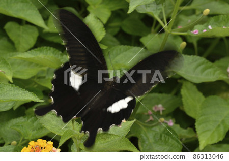 Papilio helenus, a butterfly that sucks nectar from flowers Papilio helenus, a butterfly that sucks nectar from flowers 86313046