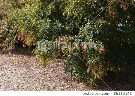 Griffith's ash seeds Griffith's ash seeds 86313148