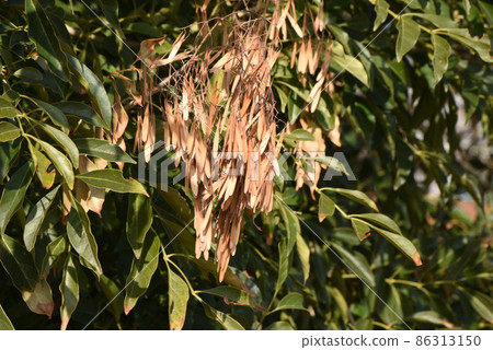 Griffith's ash seeds Griffith's ash seeds 86313150