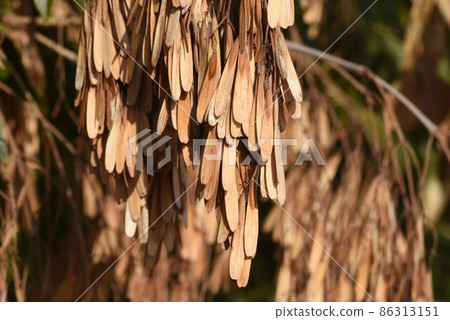 Griffith's ash seeds Griffith's ash seeds 86313151
