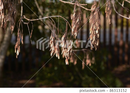 Griffith's ash seeds Griffith's ash seeds 86313152