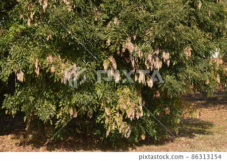 Griffith's ash seeds Griffith's ash seeds 86313154