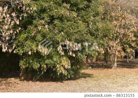 Griffith's ash seeds Griffith's ash seeds 86313155