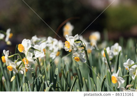 Narcissus narcissus narcissus flower narcissus flower in early spring 86313161
