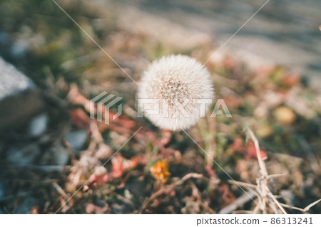 蒲公英 蒲公英 86313241