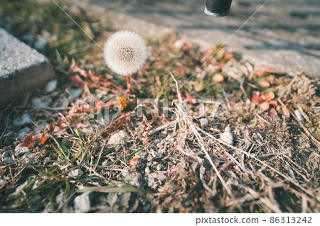 Dandelion pappus 86313242