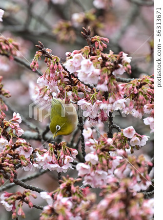 Cold cherry blossoms and white-eye in Marugame City, Kagawa Prefecture, Shikoku Cold cherry blossoms and white-eye in Marugame City, Kagawa Prefecture, Shikoku 86313671