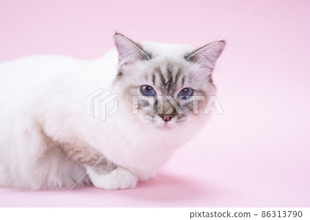 看著相機的貓的粉紅色背部和半身像 (Birman) 86313790