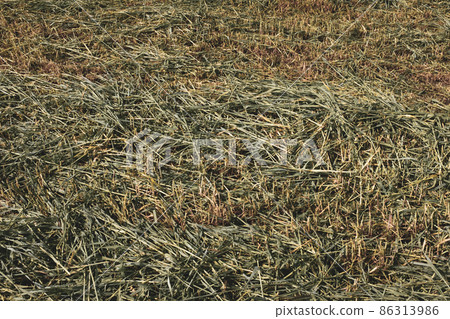 Field of mown green grass, top view. The texture of the mown green grass, close up. Dried mown grass background for post, screensaver, wallpaper, postcard, poster, banner, cover, header for website 86313986
