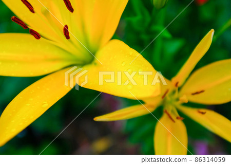 Yellow flowers lilies in the garden, close up. Blooming lilies growing in the garden of a sunny day. Floral background. Picture for post, screensaver, wallpaper, postcard. High-quality photo Yellow flowers lilies in the garden, close up. Blooming lilies growing in the garden of a sunny day. Floral background. Picture for post, screensaver, wallpaper, postcard. High-quality photo 86314059