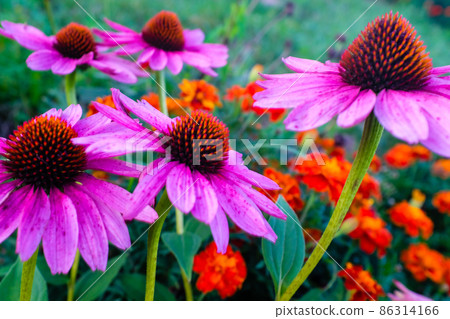 Blooming bright pink echinacea flowers with petals. Echinacea purpurea flowers for publication, design, poster, calendar, post, screensaver, wallpaper, postcard, banner, cover, card, website. A place Blooming bright pink echinacea flowers with petals. Echinacea purpurea flowers for publication, design, poster, calendar, post, screensaver, wallpaper, postcard, banner, cover, card, website. A place 86314166