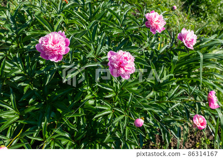 Pink fresh peonies bush in the summer garden at the sunny day, selective focus. Bright congratulations on the holiday. Natural floral background. Peonies growing on bush shot at close range Pink fresh peonies bush in the summer garden at the sunny day, selective focus. Bright congratulations on the holiday. Natural floral background. Peonies growing on bush shot at close range 86314167