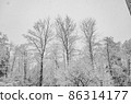 White frozen tree 86314177