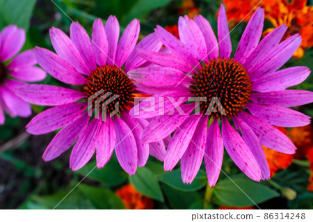 Blooming bright pink echinacea flowers with petals. Large echinacea purpurea flowers for branding, calendar, card, banner, cover, poster, post, website. High-quality photography Blooming bright pink echinacea flowers with petals. Large echinacea purpurea flowers for branding, calendar, card, banner, cover, poster, post, website. High-quality photography 86314248