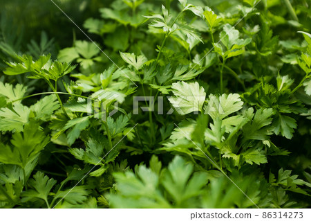 Green leaves of parsley plant, close-up. Background of fresh parsley for publication, design, poster, calendar, post, screensaver, wallpaper, postcard, card, banner, cover, website. A place for your Green leaves of parsley plant, close-up. Background of fresh parsley for publication, design, poster, calendar, post, screensaver, wallpaper, postcard, card, banner, cover, website. A place for your 86314273