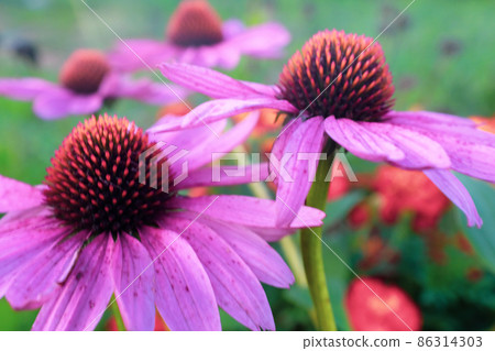 Pink echinacea flowers with petals blooming on a green backdrop. Echinacea purpurea plant for poster, branding, calendar, multicolor card, banner, cover, post, website. High-quality photo Pink echinacea flowers with petals blooming on a green backdrop. Echinacea purpurea plant for poster, branding, calendar, multicolor card, banner, cover, post, website. High-quality photo 86314303