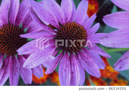 Blooming plum violet echinacea flowers with petals. Large echinacea purpurea flowers for branding, calendar, card, banner, cover, poster, post, website. High-quality photography Blooming plum violet echinacea flowers with petals. Large echinacea purpurea flowers for branding, calendar, card, banner, cover, poster, post, website. High-quality photography 86314350