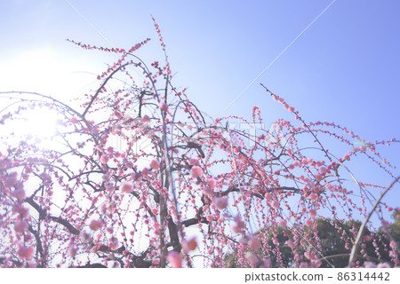 Odajin神社的梅花 86314442