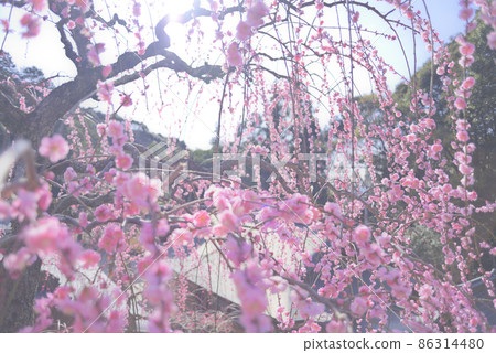 Odajin神社的梅花 86314480