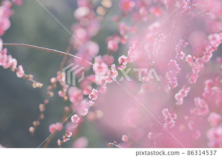 Odajin神社的梅花 Odajin神社的梅花 86314537