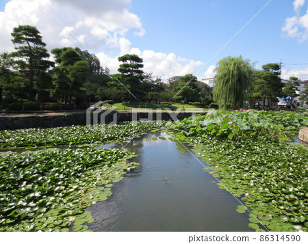 擁有美麗睡蓮和晴朗天空的自然公園 86314590