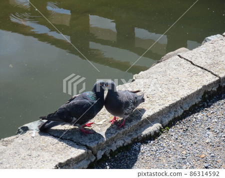 兩隻鴿子在公園池塘邊交朋友 86314592