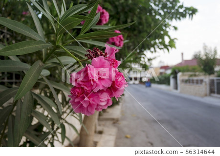 Authentic street in Kokkini Hani, Crete, Greece and beautiful pink flowers. Authentic street in Kokkini Hani, Crete, Greece and beautiful pink flowers. 86314644