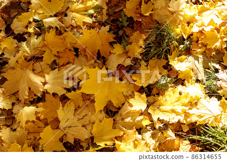 Fallen leaves on the ground in autumnal park. Close-up of yellow maple leaf on a sunny day. Autumn mood scene. Selective focus photography. Seasonal fall background. 86314655